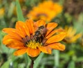 Bee on a Treasure Flower