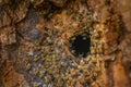 A bee tree - bees apis mellifera living in tree Royalty Free Stock Photo