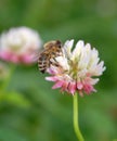 Bee on trefoil flower