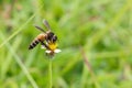 Bee on the tridax procumbens close up