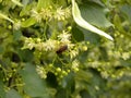 Bee on a twig of blossoming lime tree Royalty Free Stock Photo