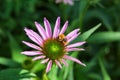 Bee on unblown echinacea purpurea pollinates a flower.