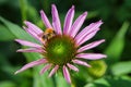 Bee on unblown echinacea purpurea pollinates a flower. Royalty Free Stock Photo