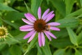 Bee on unblown echinacea purpurea pollinates a flower. Royalty Free Stock Photo