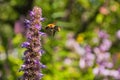 Bee on unblown Liatris pollinates a flower. Bee closeup. Royalty Free Stock Photo