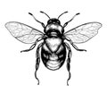 Drawing of a bee. Royalty Free Stock Photo