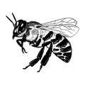 Bee Vector Engraving Illustration Honey Bee