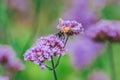 The bee on Verbena is blooming