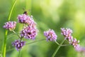 Bee on Verbena flower Royalty Free Stock Photo