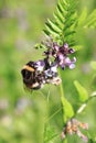 Bee on vetch Zaunwicke, Wicke on meadow Royalty Free Stock Photo