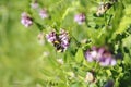 Bee on vetch Zaunwicke, Wicke on meadow Royalty Free Stock Photo