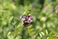 Bee on vetch Zaunwicke, Wicke on meadow Royalty Free Stock Photo