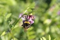 Bee on vetch Zaunwicke, Wicke on meadow Royalty Free Stock Photo