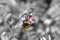 Bee on vetch Zaunwicke, Wicke on meadow Royalty Free Stock Photo