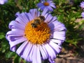 Bee close up on violet flower. Green backdrop. Macro honey bees. Flower garden. Royalty Free Stock Photo