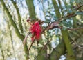 Bee visits red flower acacia, Tucson, AZ Royalty Free Stock Photo