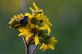 Bee Visits Yellow Prairie Wildflower Royalty Free Stock Photo