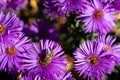 A bee on a vivid puprple violet Royalty Free Stock Photo