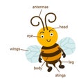 Bee vocabulary part of body.vector Royalty Free Stock Photo