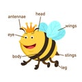 Bee vocabulary part of body.vector