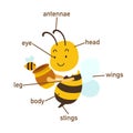 Bee vocabulary part of body.vector Royalty Free Stock Photo