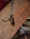 a bee that was above the hive hanging on a cable