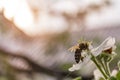 Bee wasp collects pollen from a flower close-up on the background of a sunny sunset, summer Royalty Free Stock Photo