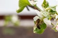 bee wasp collects pollen from a flower close-up on the background of a sunny sunset, summer Royalty Free Stock Photo