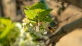 A bee or a wasp flies near a flower tree. Insect pollinates cherry and apple flowers