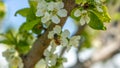 A bee or a wasp flies near a flower tree. Insect pollinates cherry and apple flowers Royalty Free Stock Photo