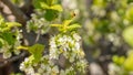 A bee or a wasp flies near a flower tree. Insect pollinates cherry and apple flowers Royalty Free Stock Photo