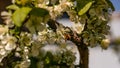 A bee or a wasp flies near a flower tree. Insect pollinates cherry and apple flowers