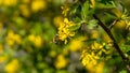 A bee or a wasp flies near a flower tree. Insect pollinates cherry and apple flowers Royalty Free Stock Photo