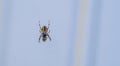 A bee or a wasp was caught by the spider Royalty Free Stock Photo