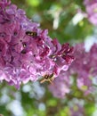 Bee and wasp on lilac. fly on lilac colors. insect pollinator Royalty Free Stock Photo