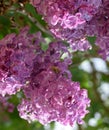 Bee and wasp on . Shaggy fly on lilac colors. insect pollinator Royalty Free Stock Photo