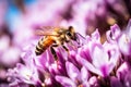 Bee wasp sitting on pink beautiful flower collects nectar gathering organic honey vibrant colorful summer natural beauty Royalty Free Stock Photo