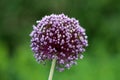 Bee and wasp on top of Allium or Ornamental onion round flower head composed of dozens of closed star shaped light purple flowers