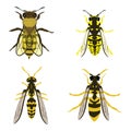 Bee Wasp Yellow Jacket Hornet Vector Illustration Fill and Outline Isolated on White Background Royalty Free Stock Photo