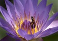 Bee and water lilly flower Royalty Free Stock Photo
