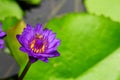 Bee on Water Lily
