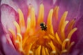 Bee with Water Lily Flower Royalty Free Stock Photo