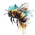 Bee Watercolor Drawing Art Royalty Free Stock Photo