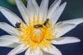 Bee on waterlily