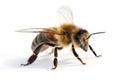 Bee Royalty Free Stock Photo