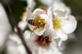 A bee on a white almond tree flower Royalty Free Stock Photo