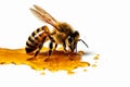 Bee on a white background with drips of honey, emphasizing the importance of bees in pollination and honey production. Ai