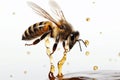 Bee on a white background with drips of honey, emphasizing the importance of bees in pollination and honey production. Ai