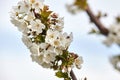 Bee on white blooms of cherry tree. Royalty Free Stock Photo