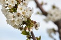 Bee on white blooms of cherry tree. Royalty Free Stock Photo